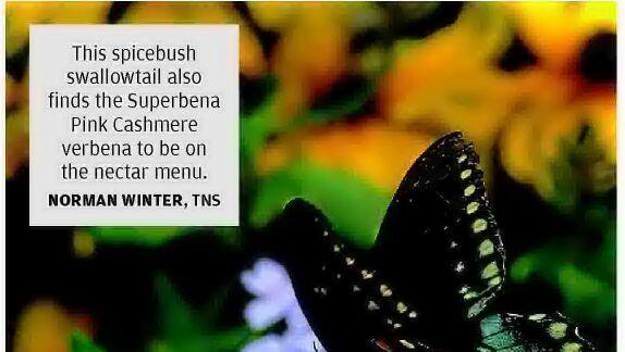 Pink Cashmere: A happy face